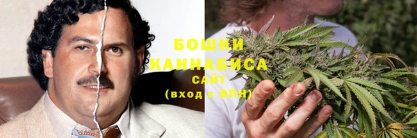 сатива Новозыбков